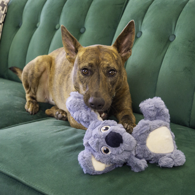 dog on green couch playing with Kong Scrumplez Tug Squeaker Koala Dog Toy, pet essentials warehoused