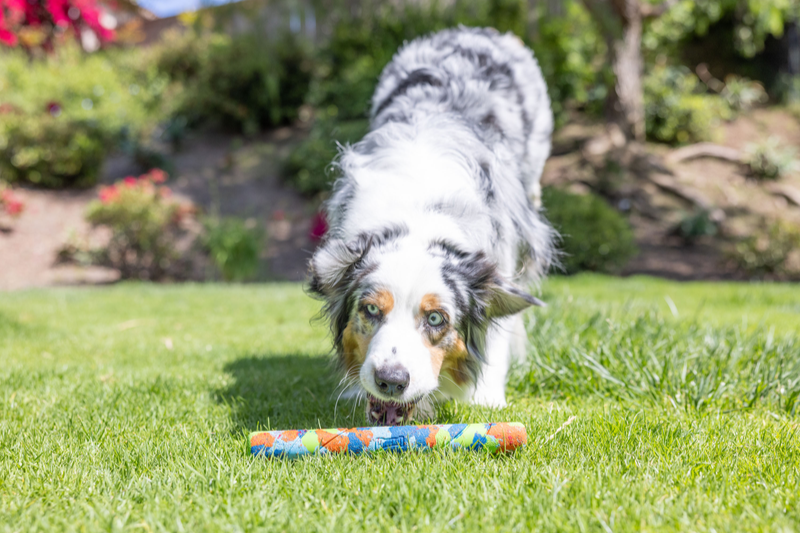 Chuckit Eco Fetch Stick, dog playing with Chuckit Eco Fetch Stick, pet essentials, warehouse