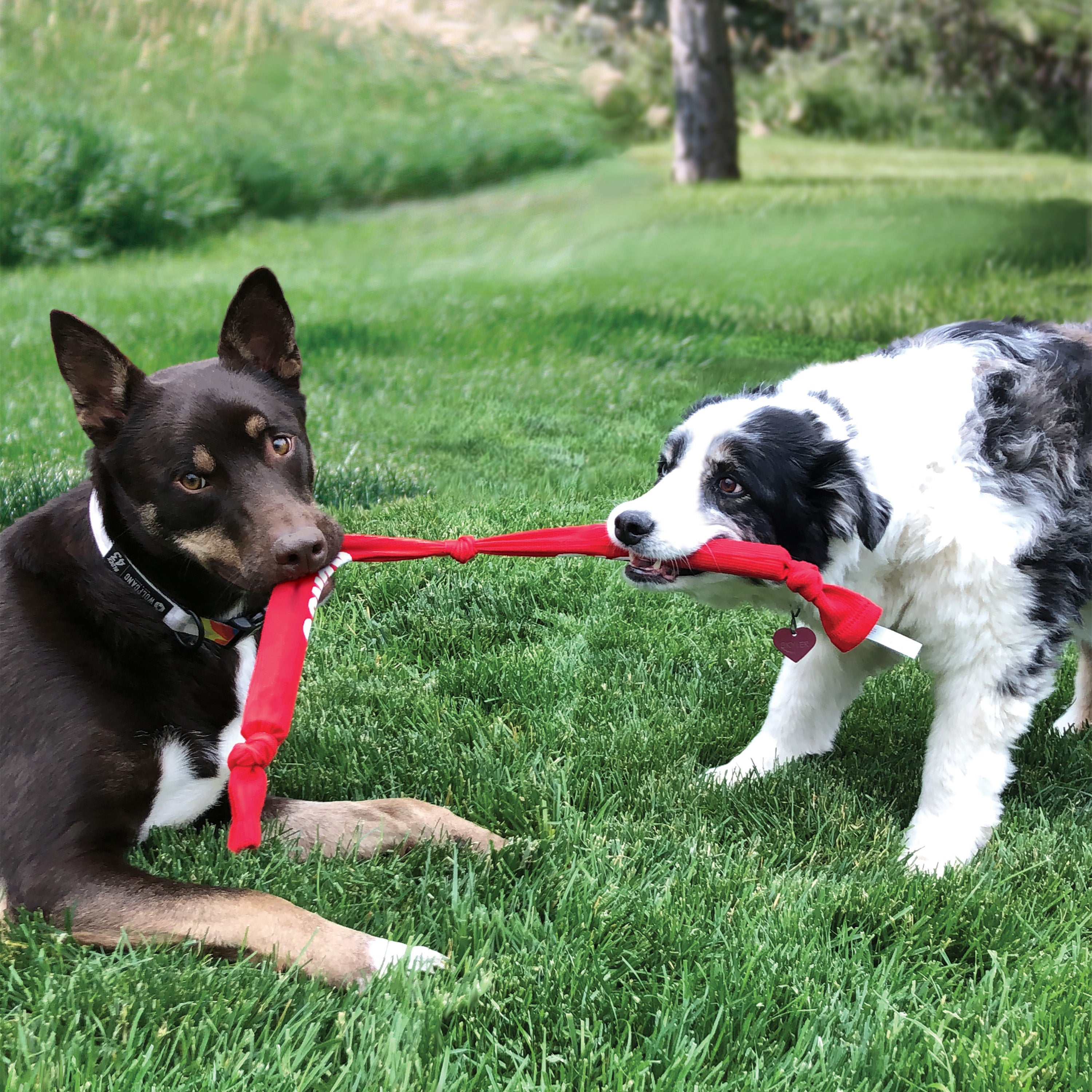 Kong Signature Crunch Rope Triple, Dos playing with kongs, Tug toys for dogs, Pet Essentials Warehouse