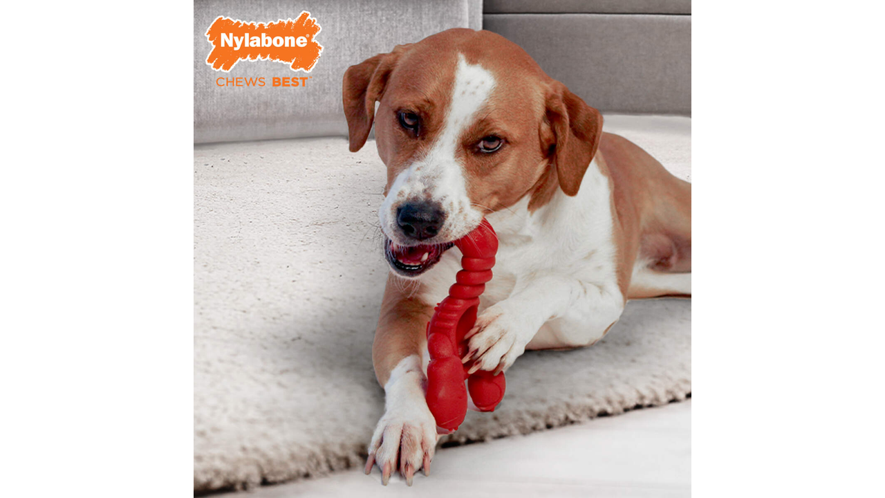 Dog Chewing Nylabone Power Chew Lobster Dog Toy, Large Dog Chew Toy, Power Chew toy, Pet Essentials Warehouse