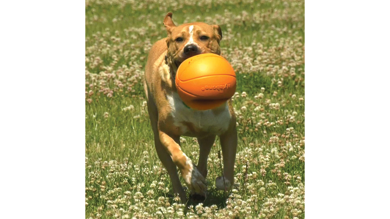 Dog Playing with Nylabone Basketball Gripz Dog Toy, Basketball Dog Toy, Power play, Pet Essentials Warehouse