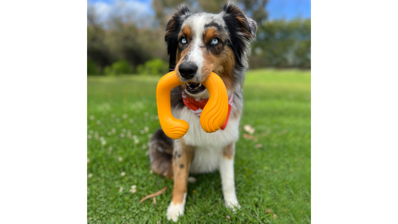 Border Collie dog playing with Nylabone Creative Play C-Shuu, Pet Essentials Warehouse 