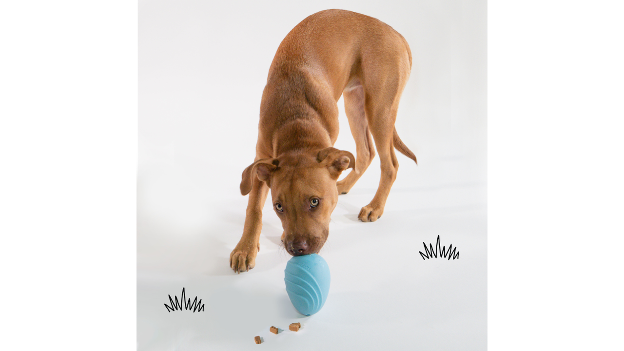 Dog playing with Nylabone Creative Play Eggi, Blue, Dog toy, Pet Essentials Warehouse