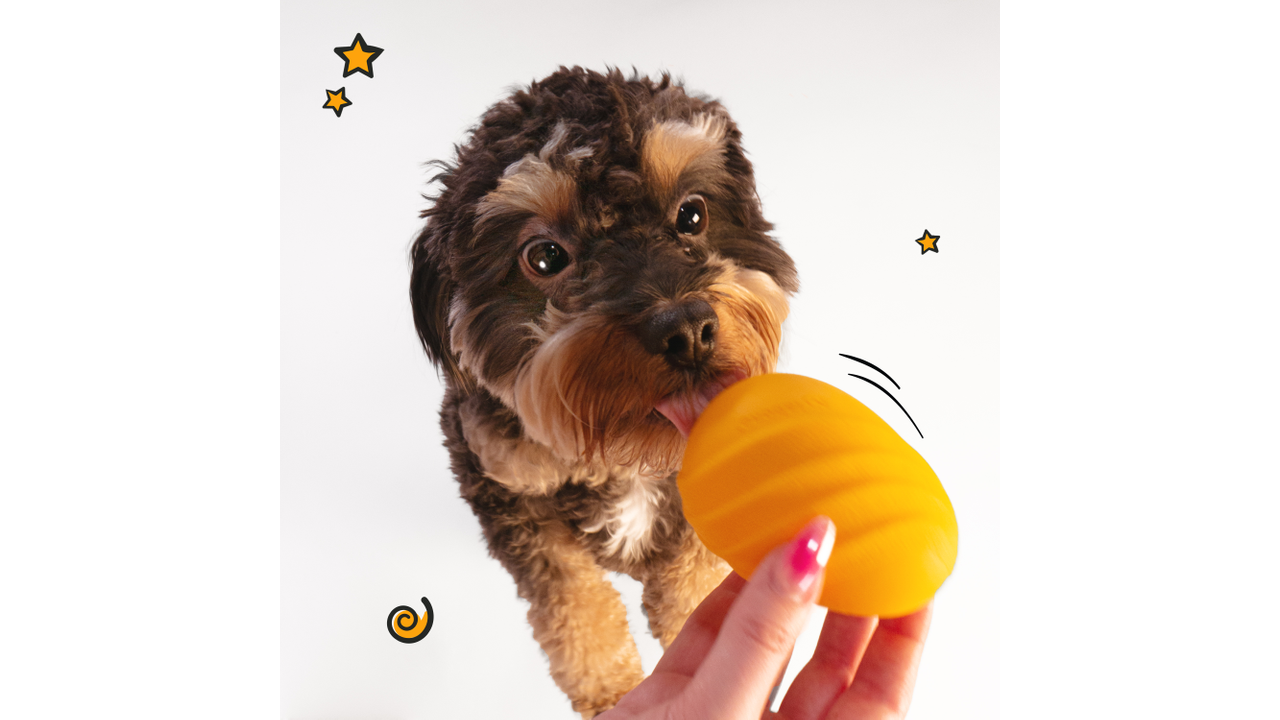 Small dog playing with Nylabone Creative Play Eggi, Pet Essentials Warehouse