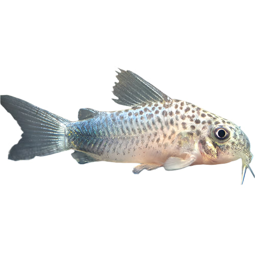 Smudge Spot Corydoras, Pet Essentials Warehouse, Pet City