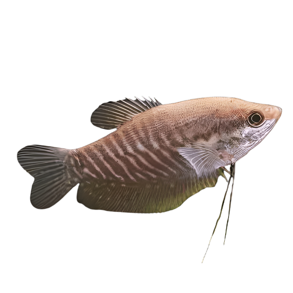 Snakeskin Gourami, Pet Essentials Warehouse, Pet City