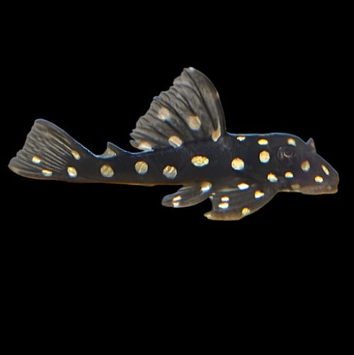 Snowball Orinoco Angel Pleco L201, Buy Fish Online, Pet Essentials Warehouse