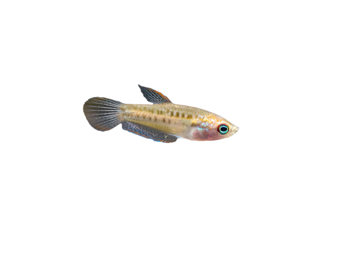 Sparkling Gourami, Pet Essentials Warehouse, Pet City, Live fish for sale