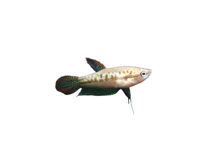 Sparkling Gourami adult, pet essentials warehouse, pet city