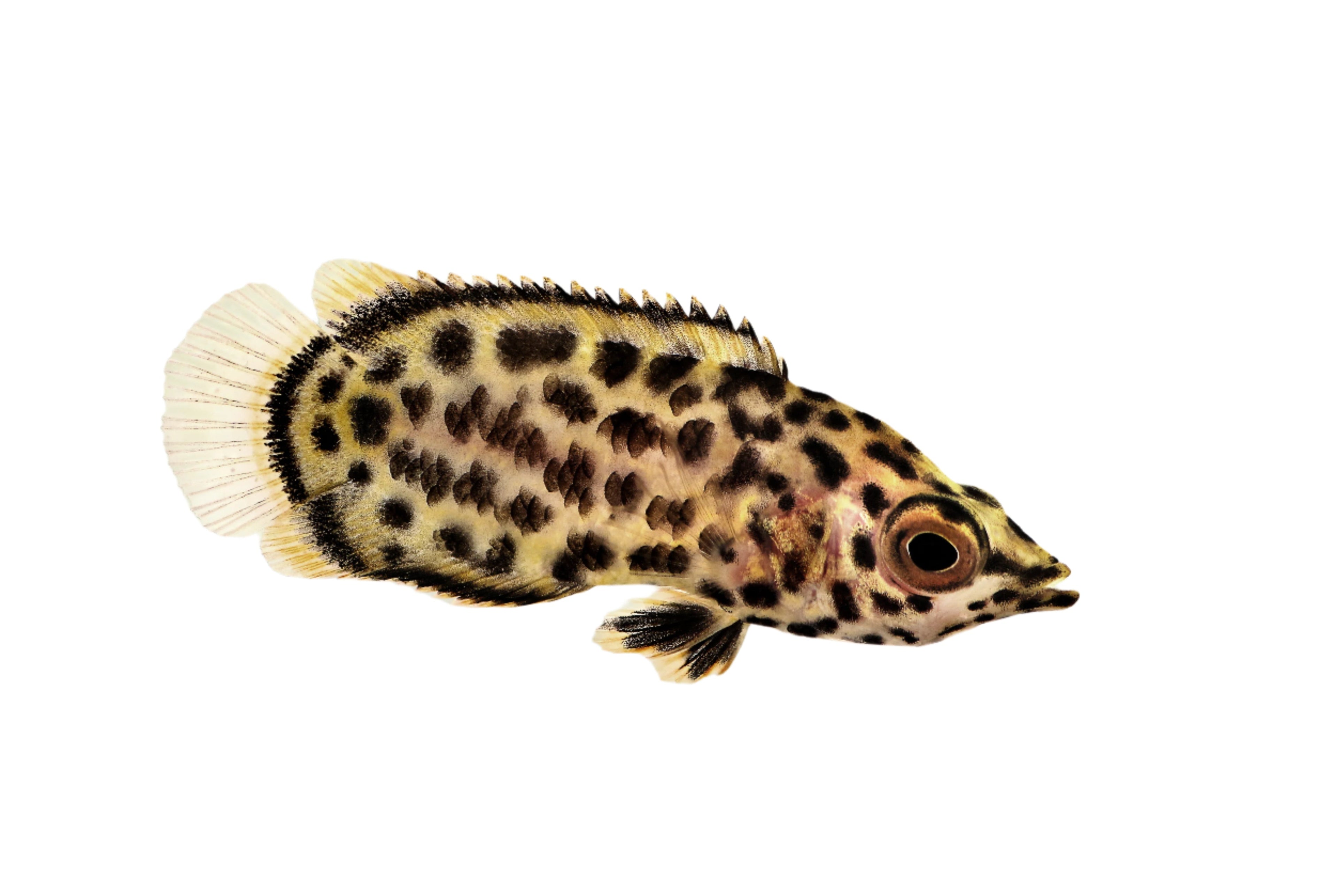 Spotted Climbing Gourami Leopard Ctenopoma. Pet City, Pet Essentials Warehouse