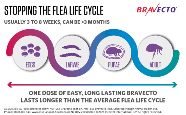 Bravecto Spot On Large Dogs 20-40KG, Stopping the flea cycle, Pet Essentials Warehouse