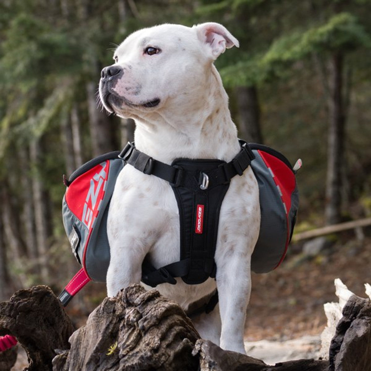 EzyDog Summit Backpack Medium Red, Dog wearing bag pack, Pet Essentials Warehouse