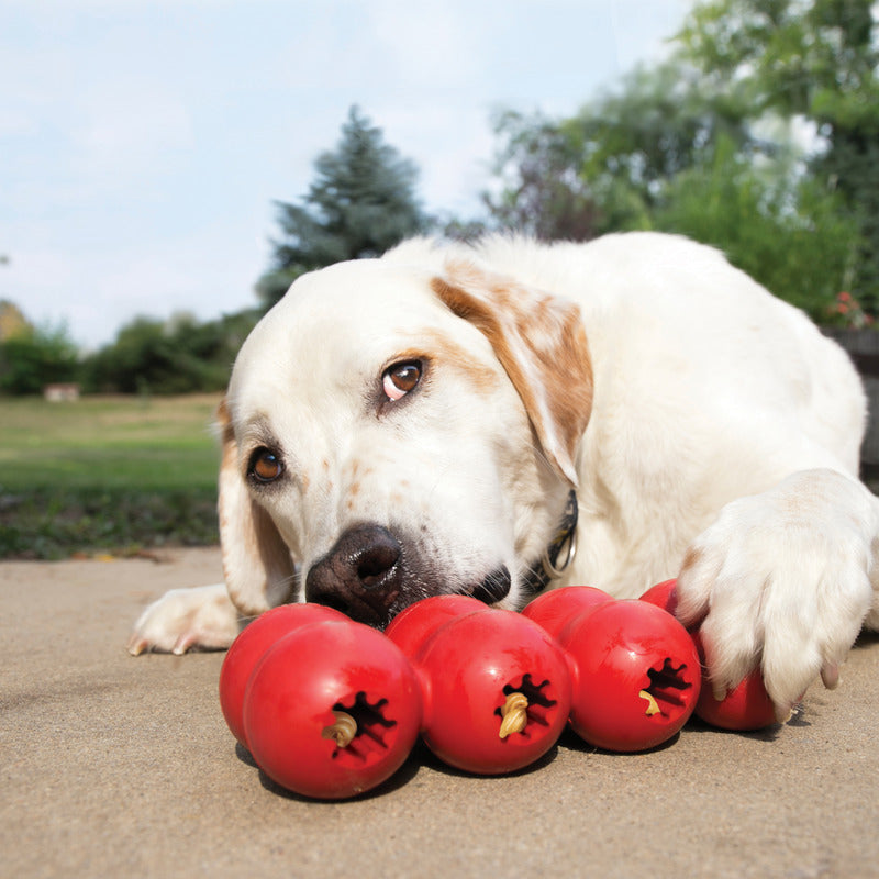 golden lab dog playing with Kong Classic Goodie Ribbon Dog Toy, pet essentials warehouse