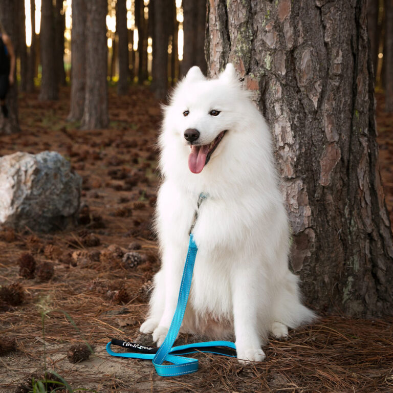 Huskimo Trekpro Dog Lead Bells Beach, Dog with lead, Pet Essentials Warehouse