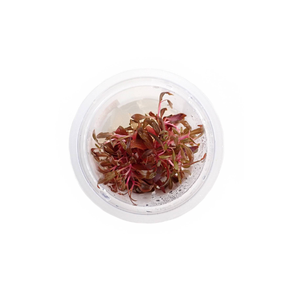 Tissue Culture Alternanthera Reineckii Mini Live Plant, Tissue culture, Reineckii plant, Pet Essentials Warehouse