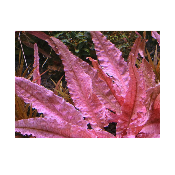 Tissue Culture Crypt Wendtii Pink Flamingo Aquatic Plant, pet essentials warehouse