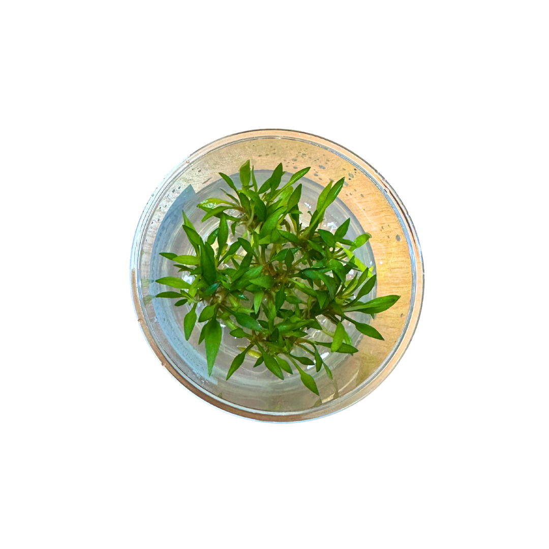 Tissue Culture Cryptocoryne Walkeri Lutea Live Plant, Pet Essentials Warehouse