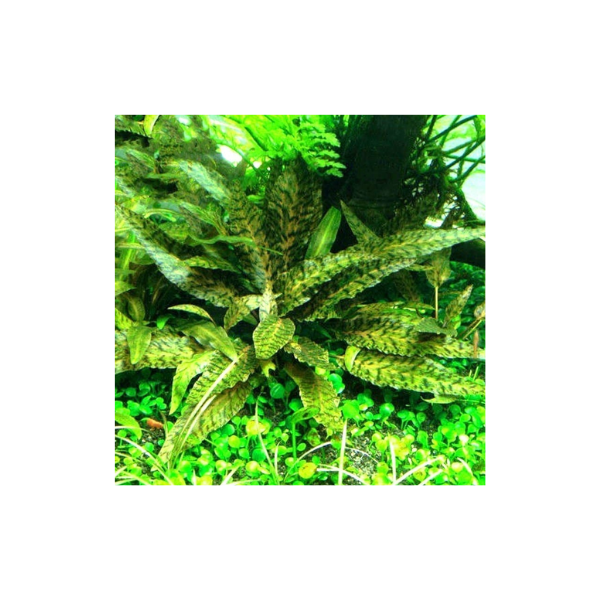 Tissue Culture Cryptocoryne Nurii Live Plant grown under water, pet essentials warehouse