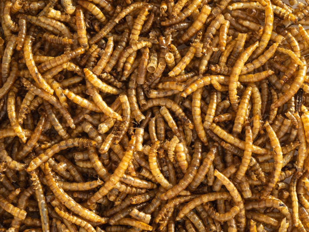 Topflite mealworms, Pet Essentials Warehouse