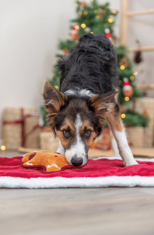 Trixie Christmas Plush Gingerbread Dog Toy dog playing with, Christmas dog toys, Pet Essentials Warehouse