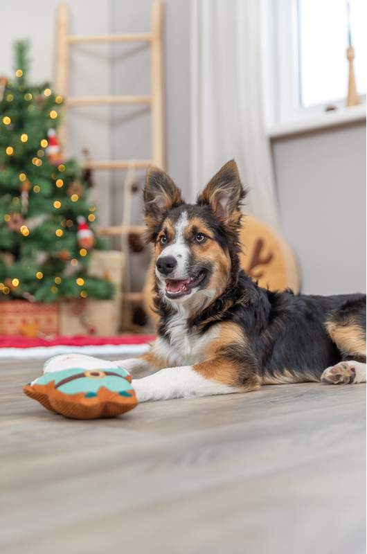 Trixie Christmas Plush Santa Dog Toy, christmas toys, dog playing with dog toys, Pet Essentials Warehouse