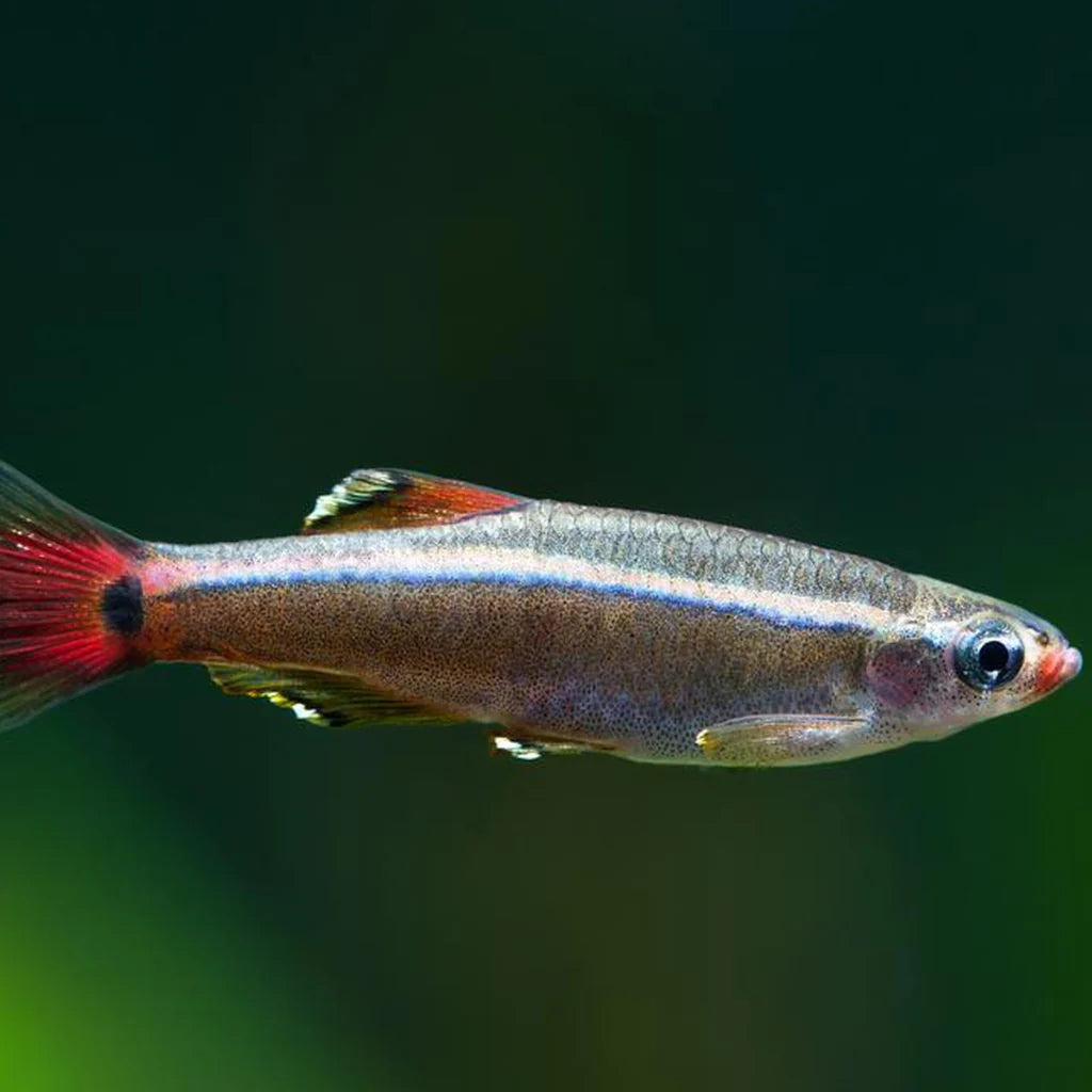 White Cloud Mountain Minnow, Minnow fish, Small fish, White cloud Minnows, Pet Essentials Warehouse