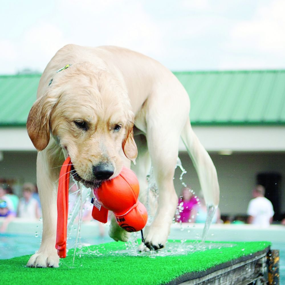 golden lab playing with kong wet wubba, wetsuit material dog toys, pet essentials warehouse