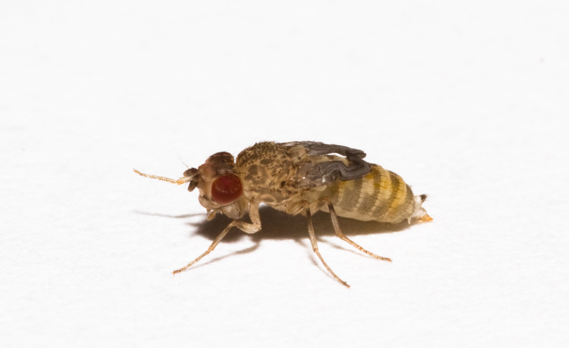 Wingless Fruit Flies Live Food, pet essentials warehouse