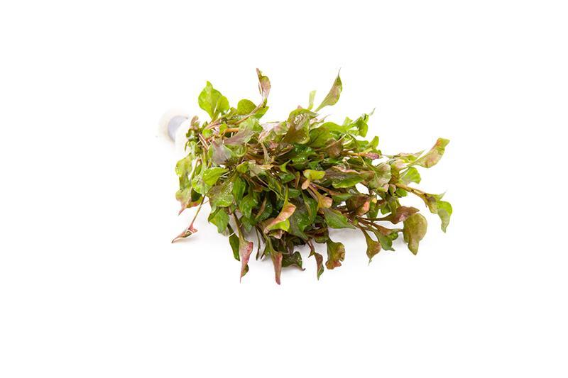 Water Rose Alternanthera Live Aquatic Plant, Pet Essentials Warehouse