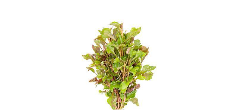 Water Rose Alternanthera Live Aquatic Plant bunch, pet essentials warehouse