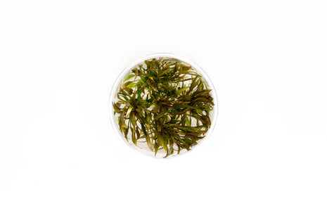 Tissue Culture Cryptocoryne Axelrodi, Live Tissue Culture, Live aquatic Plants, Pet Essentials Warehouse