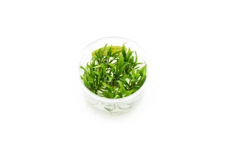 Tissue Culture Cryptocoryne Wendtii Green Gecko, ADA Tissue Culture Plants, Pet Essentials Warehouse