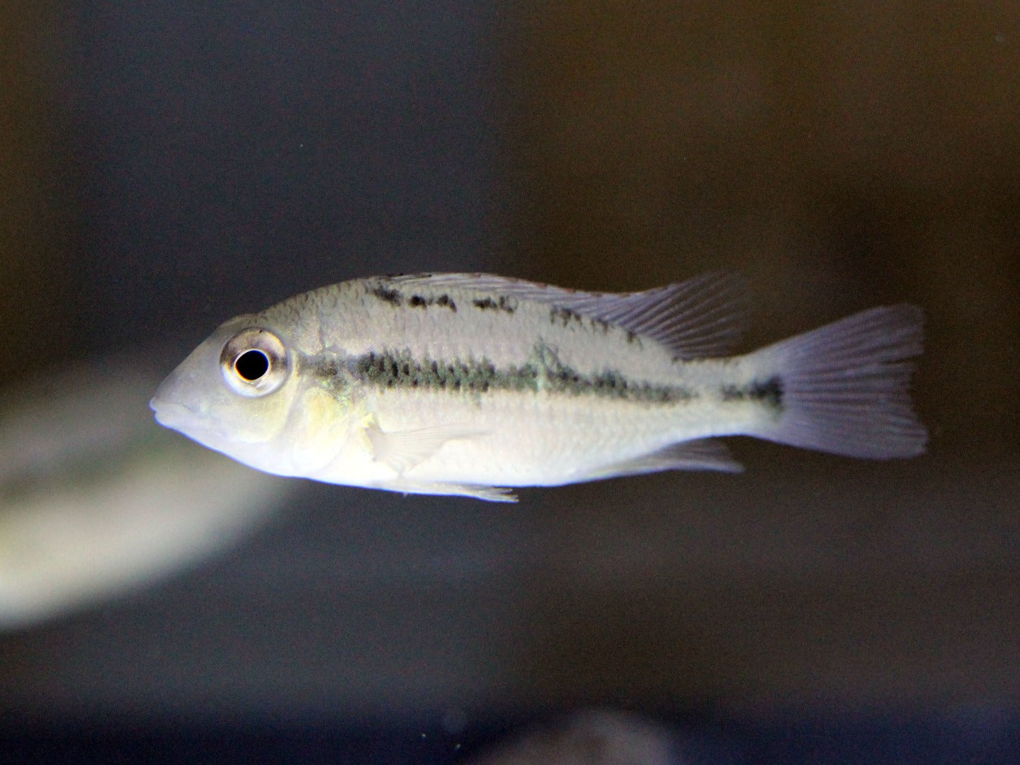 Red Hump Geophagus baby fish, pet essentials warehouse