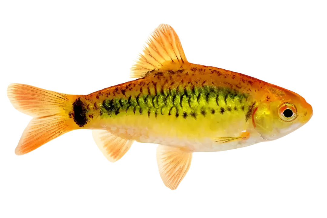 golden barb fish, pet essentials warehouse