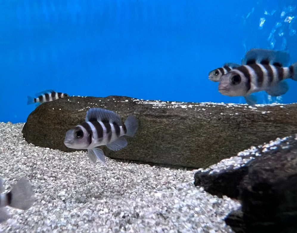 Cichlid Five-Barred Lamprologus Neolamprologus Tretocephalus, Fale Frontosa Cichlid, pet essentials warehouse