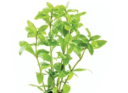 Dwarf Hygrophila Polysperma, Pet Essentials Warehouse