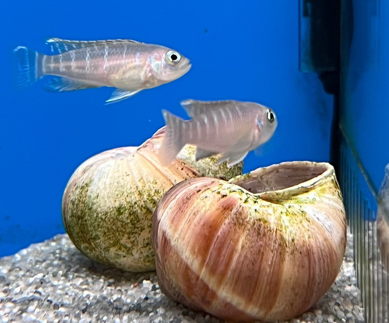 Shell Dweller Neolamprologus Brevis Cichlid, Shelly Fish, Pet Essentials Warehouse