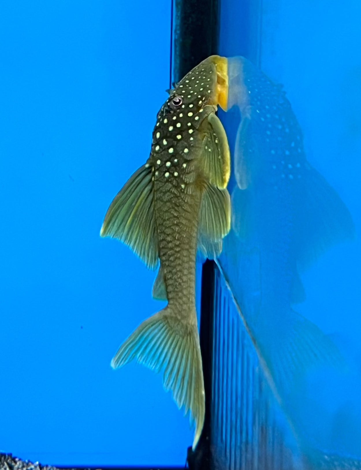 Green Phantom L200 Pleco on side of the tank, pet essentials warehouse