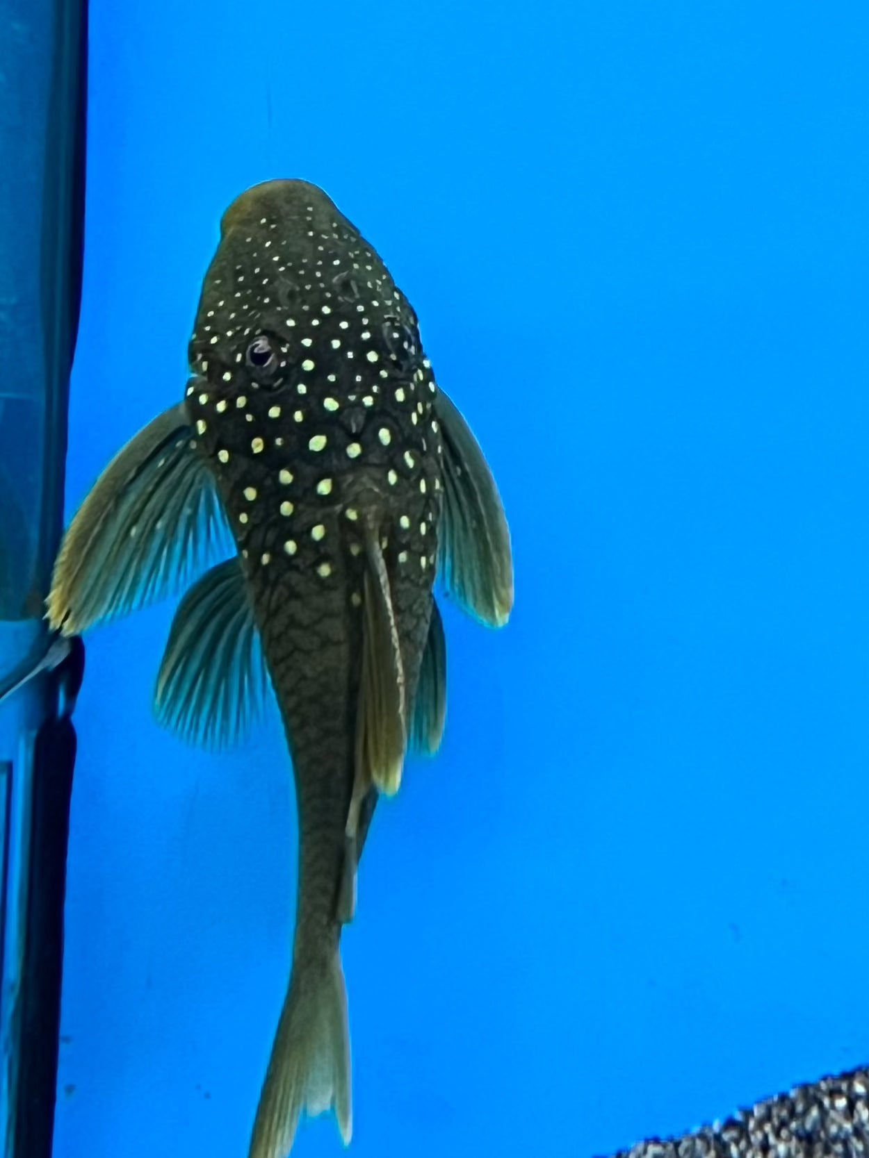 Green Phantom L200 Pleco with blue background, pet essentials warehouse