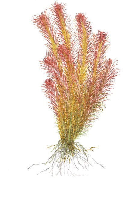 Red Pinetree (Rotala Wallichii) photo, pet essentials warehosue