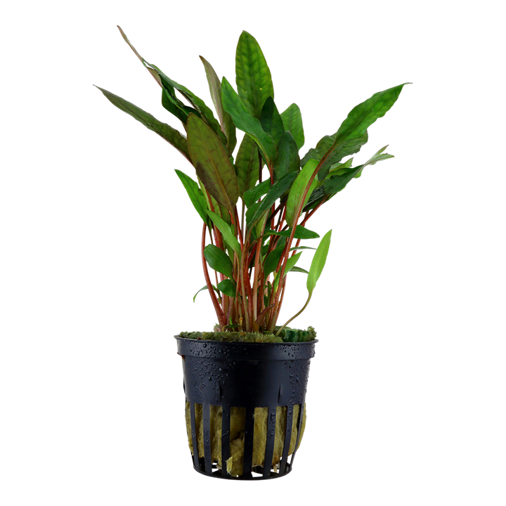 Crypt Beckettii Petchii Live Aquatic Plant, Live aquatic plant, pet essentials warehouse