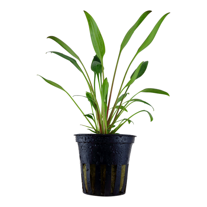 Crypt Willisi Live Aquatic Plant, Live Aquatic Plant, pet essentials warehouse