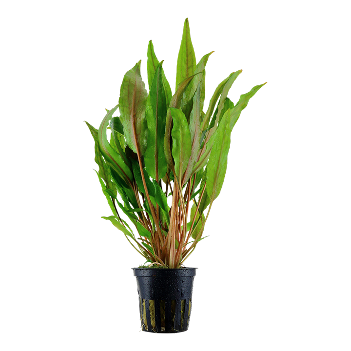 Crypt Undulata Live Aquatic Plant, Live Aquatic Plants, pet essentials warehouse