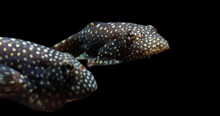 Borneo Sucker - Hillstream Loach - Pet Essentials Warehouse