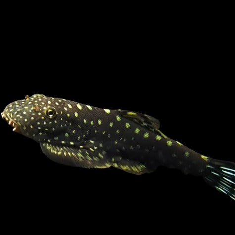 Borneo Sucker - Hillstream Loach