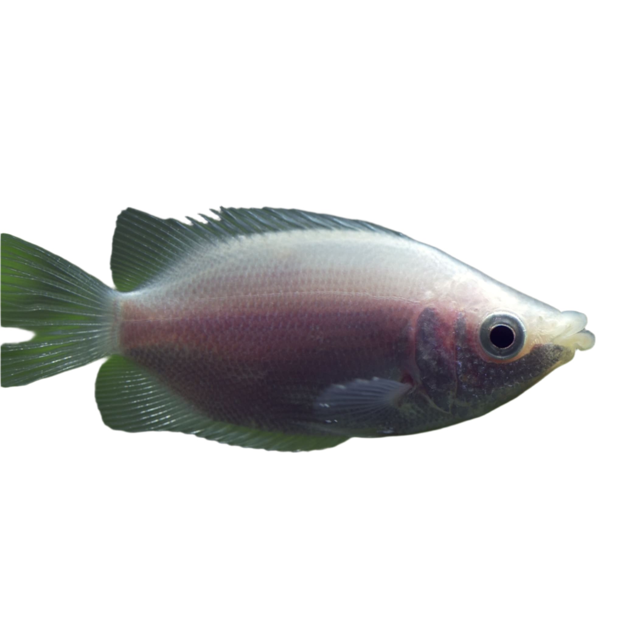 Gourami Pink Kissing Gourami, Pet Essentials Warehouse, Pet City.