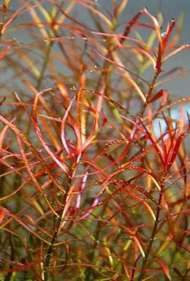 Ludwigia Arcuata Aquatic Plant submersed, arcuata ludwigia grown under water, pet essentials warehouse