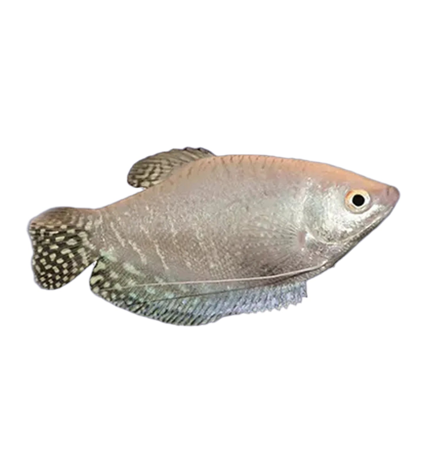 Platinum Gourami, Pet Essentials Warehouse, Pet City