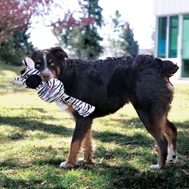 dog playing with Kong Wubba No Stuff Zebra Dog Toy, pet essentials warehouse