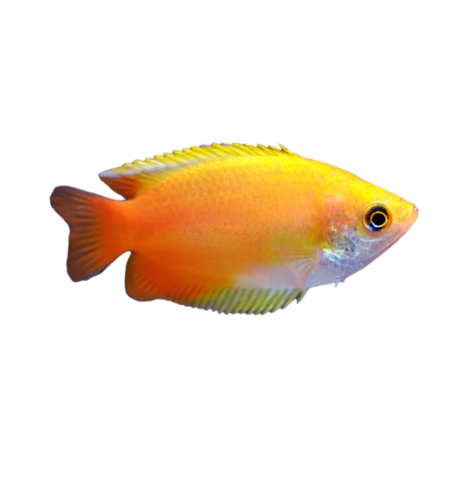 Sunset Honey Dwarf Gourami, Pet Essentials Warehouse, Pet City